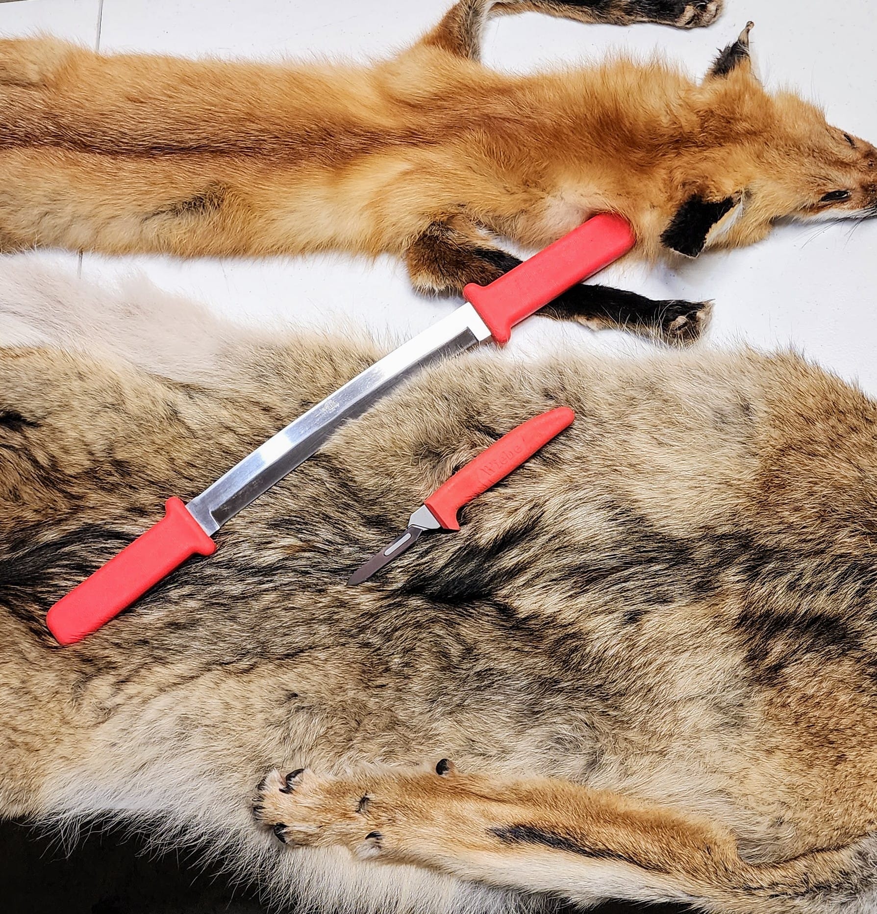 Best Knives for Raccoon, Fox, and Small Game Pelting