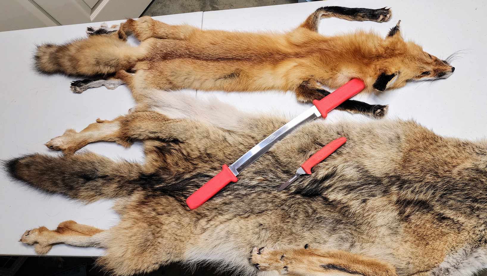 Best Knives for Coyote Skinning and Fur Handling